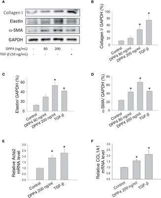 Soluble Dipeptidyl Peptidase-4 Induces Fibroblast Activation Through Proteinase-Activated Receptor-2